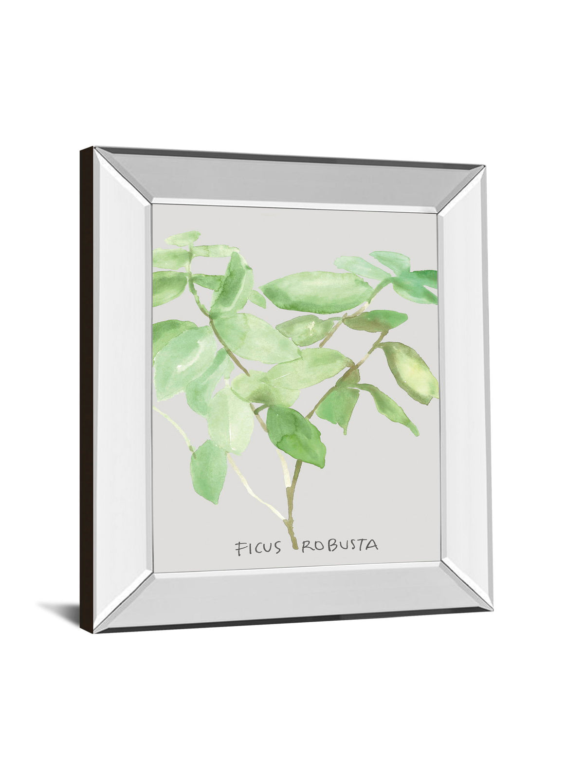 Ficus Robusta By Katrien Soeffers - Mirror Framed Print Wall Art - Green