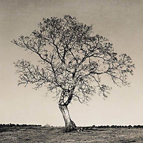 Early Spring Silhouette 1 By Jennifer Rigsby (Framed) - Silver
