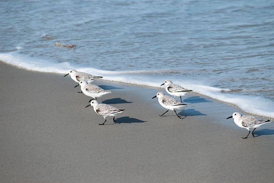 Beach Birds (Framed) - Blue