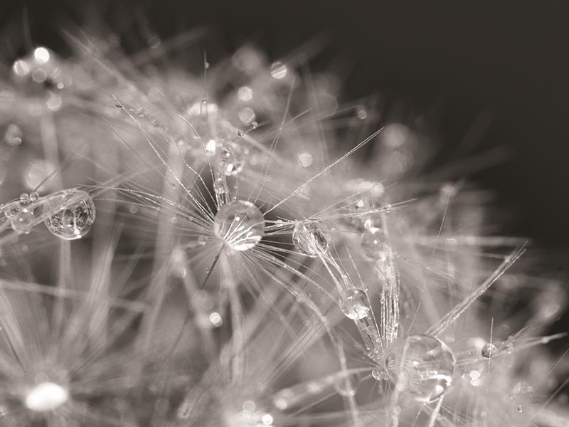 Droplet In Time I By Lori Deiter - Dark Gray