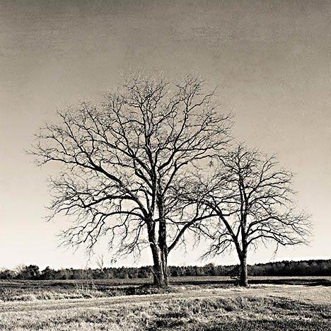 Early Spring Silhouette 2 By Jennifer Rigsby (Small) - Silver