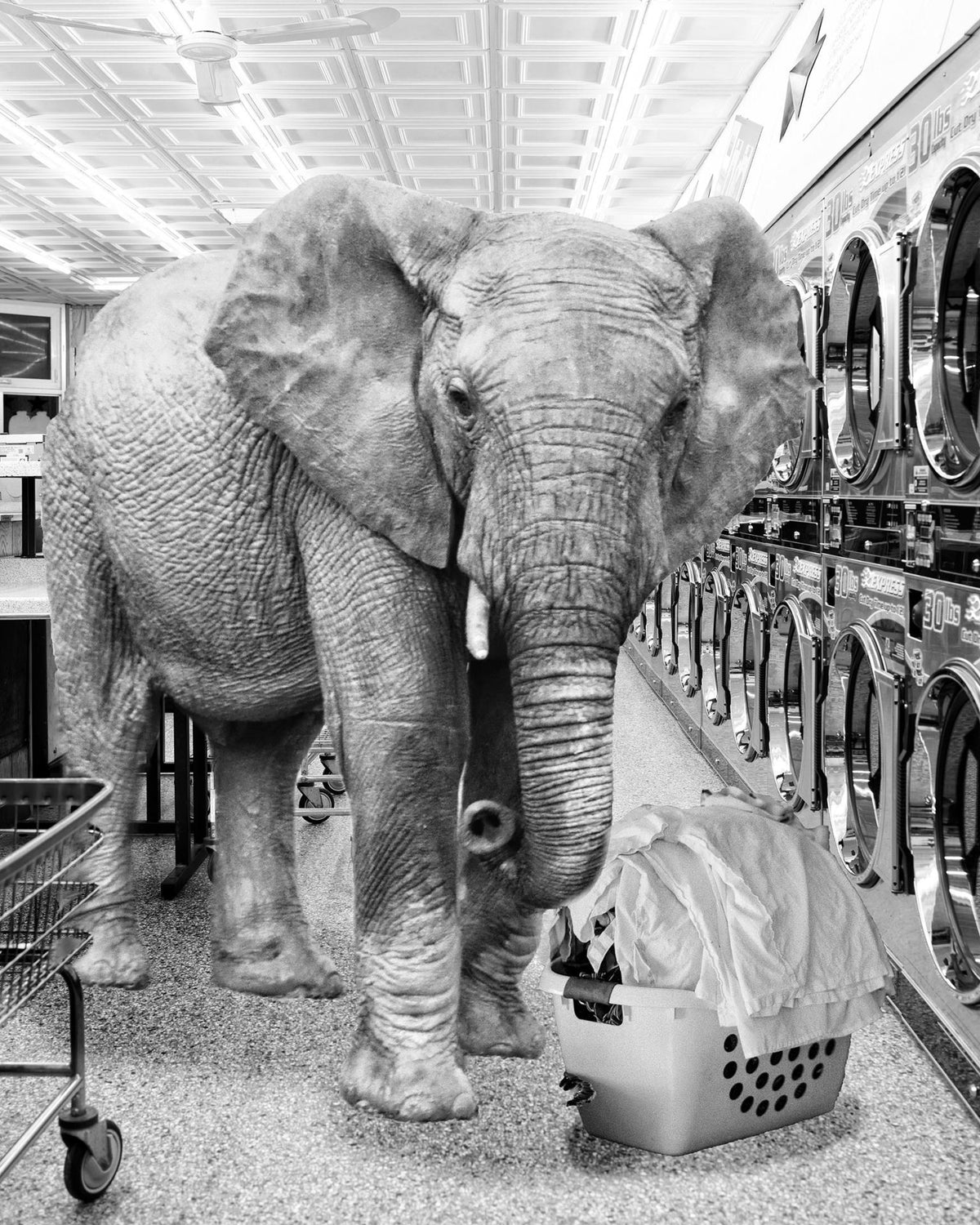 Safari Laundromat Elephant (Small) - Gray