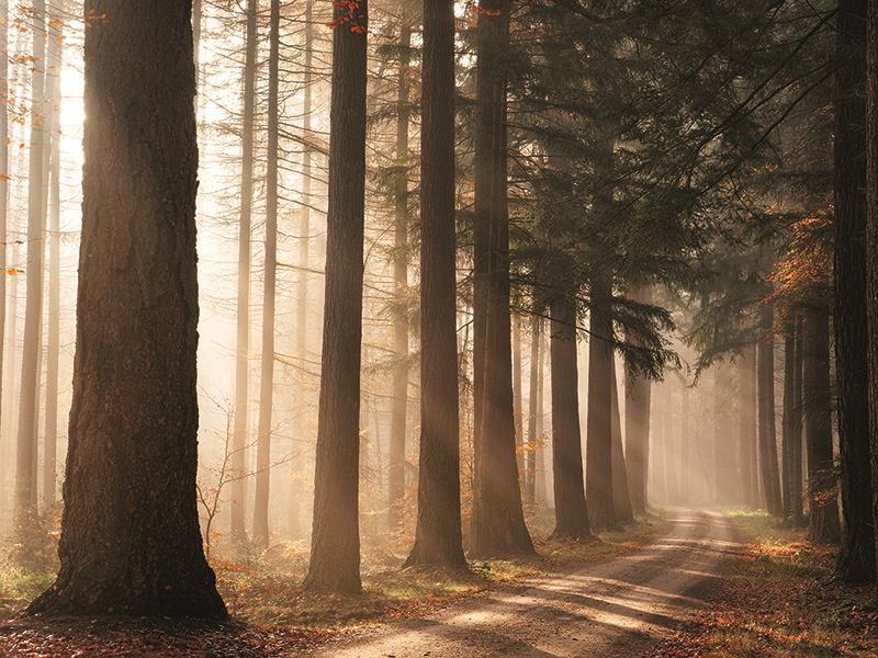 Morning Sunbeam By Martin Podt Photography (Framed) - Light Brown