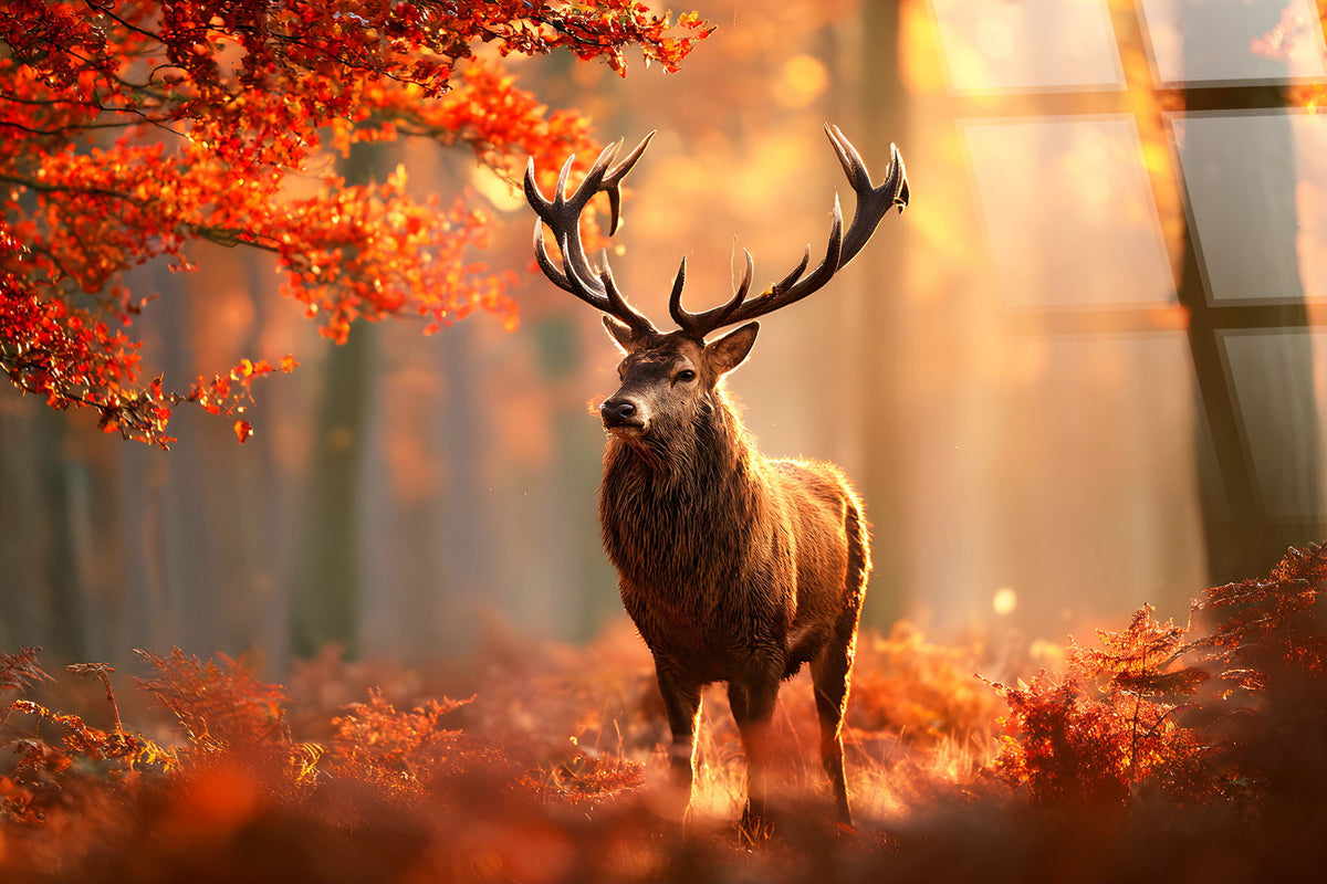 Autumn Stag Tempered Glass - Amber / Red