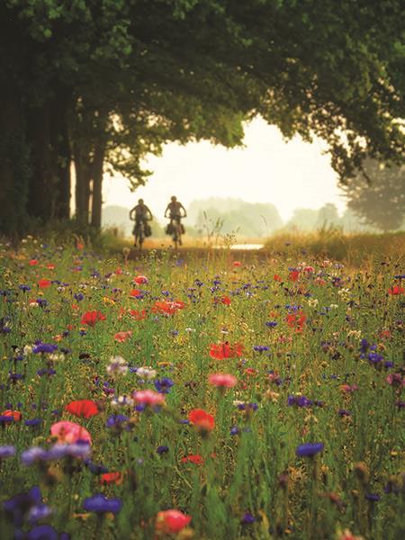 Bike Ride Among The Wildflowers By Martin Podt Photography (Framed Small) - Green