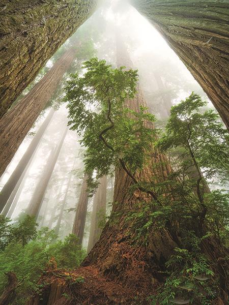 Cathedral Of Nature By Martin Podt Photography (Framed Small) - Green