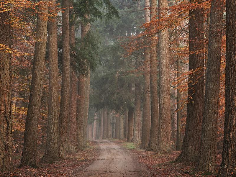 Autumn Pathway By Martin Podt Photography - Dark Brown