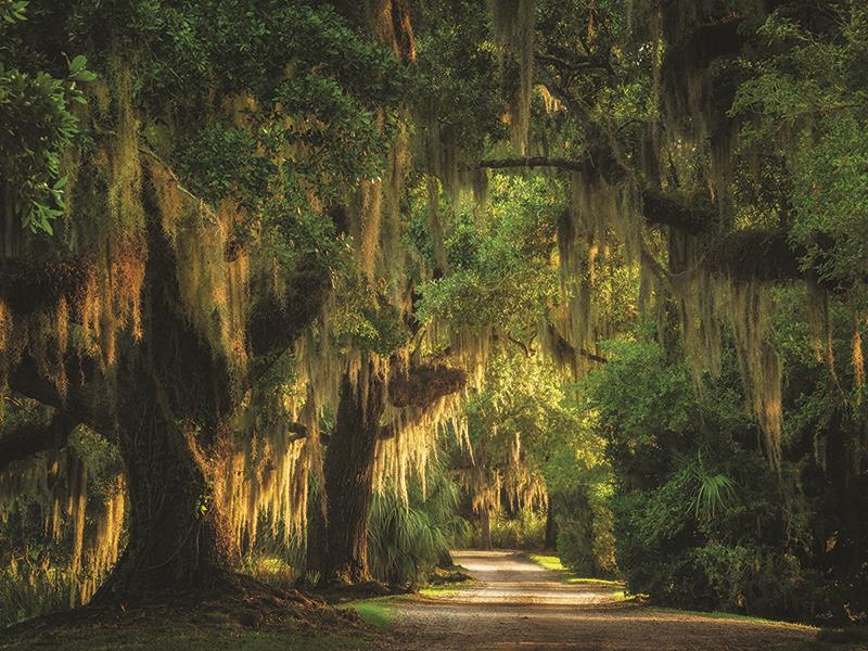 Moss Draped Path By Martin Podt Photography (Framed) - Dark Green